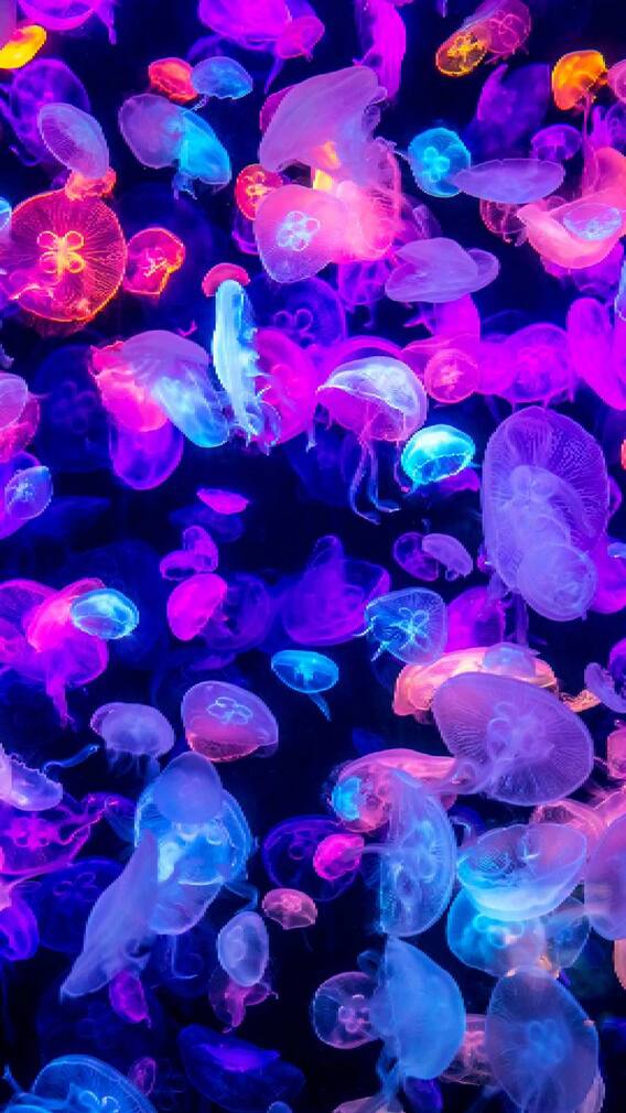 कोणता असा जीव आहे जो कधीही मरत नाही ?