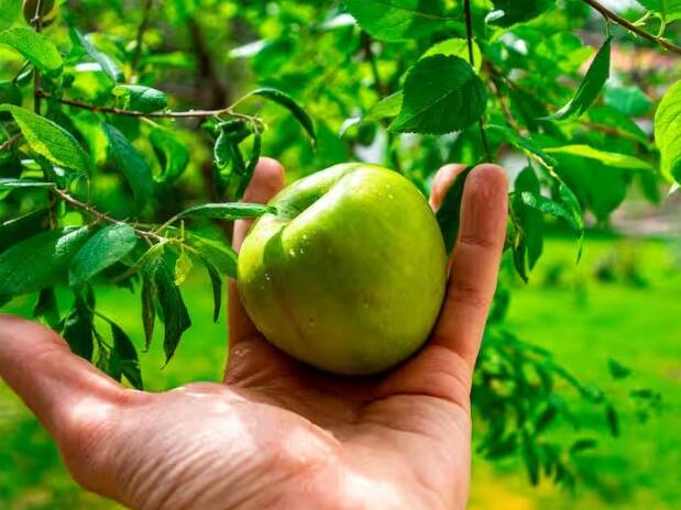 Cultivation of Green apple: ਕਿਸਾਨ ਹਰੇ ਸੇਬਾਂ ਦੀ ਕਾਸ਼ਤ ਕਰਕੇ ਚੰਗਾ ਮੁਨਾਫ਼ਾ ਕਮਾ ਸਕਦੇ ਹਨ। ਇਸ ਸੇਬ ਦੀ ਕਾਸ਼ਤ ਲਈ ਦੋਮਟ ਮਿੱਟੀ ਚੰਗੀ ਹੁੰਦੀ ਹੈ।