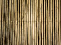 बांस की खेती कर किसान बन जाएंगे अमीर, इन बातों का रखना होगा खास ध्यान