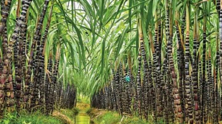 pongal festival 2024 : More than 30 lakh sugarcane is ready for harvesting in Trichy district. pongal festival 2024: அறுவடைக்கு தயாரான சுமார் 30 லட்சம் செங்கரும்புகள்! அரசுக்கு கோரிக்கை விடுக்கும் திருச்சி விவசாயிகள்!