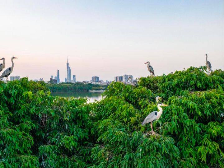 गांव में तो चिड़ियों के लिए बहुत सारे पेड़ होते हैं घोसलें बनाने की कई सारी जगहें होती हैं. लेकिन शहरों में ऐसा नहीं है. शहरों में ऊंची ऊंची इमारतें हैं. पेड़ नाम मात्र को होते हैं चिड़ियों तक ना रोशनी पहुंच पाती है, ना ठीक मात्रा में पानी.