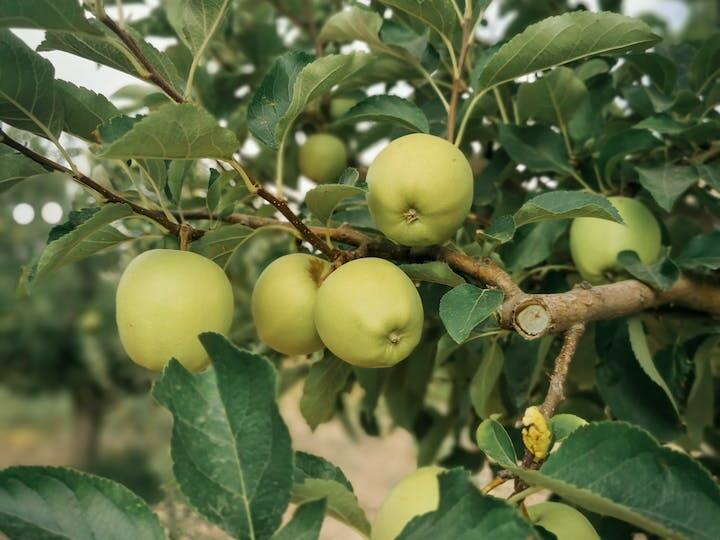 हरे सेब की खेती भारत में एक लाभदायक व्यवसाय हो सकता है. हरे सेब की मांग भारत और दुनिया भर में बढ़ रही है. हरे सेब में विटामिन सी, पोटेशियम, और फाइबर की मात्रा अधिक होती है, जो स्वास्थ्य के लिए फायदेमंद होते हैं.