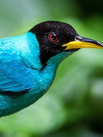 कोलंबिया का ऐसा बर्ड, जिसमें नर और मादा दोनों के हैं गुण