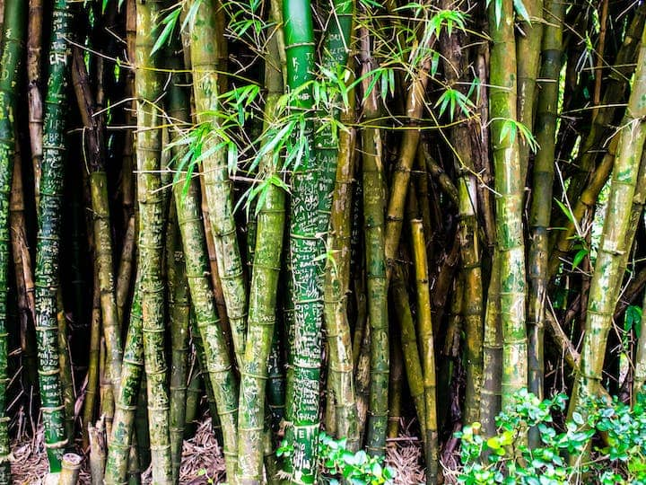 Bamboo Cultivation: तीन साल में बांस का पौधा तैयार हो जाता है. एक हेक्टेयर बांस की खेती से लगभग 2.5 लाख रुपये का लाभ मिल सकता है.