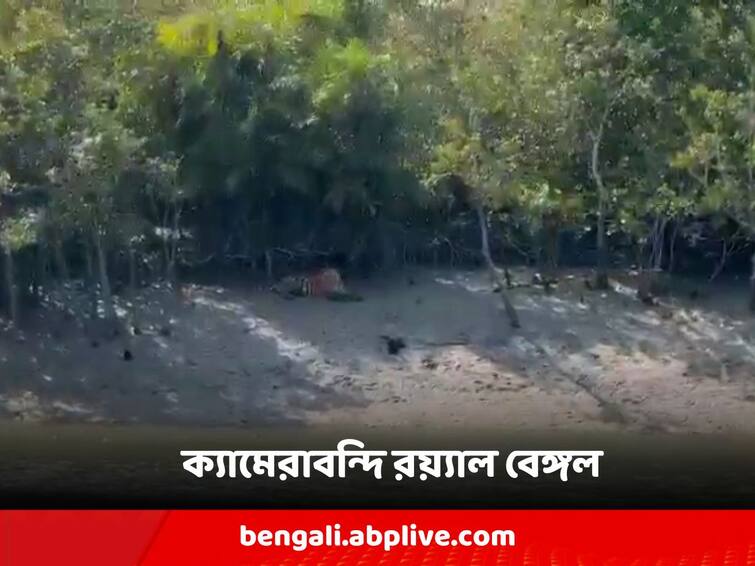 South 24 Pargana sundarbon A Royal Bengal Tiger caught on camera basking in the shade of a tree on the bank of the river Sundarbon: নদীর পাড়ে গাছের ছায়ায় বসে রোদ পোহাচ্ছেন, ক্যামেরাবন্দী রয়্যাল বেঙ্গল টাইগার