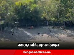 নদীর পাড়ে গাছের ছায়ায় বসে রোদ পোহাচ্ছেন, ক্যামেরাবন্দী রয়্যাল বেঙ্গল টাইগার