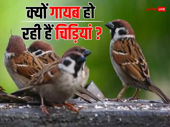साल 2020 में आई स्टेट ऑफ इंडिया बर्ड रिपोर्ट के मुताबिक चिड़ियों की 867 स्पीशीज का असेसमेंट किया गया था. इनमें से आधे से ज्यादा स्पीशीज अब खत्म विलुप्त होने की कगार पर हैं.