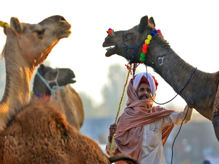 Kutch camel milk has been recognized with organic certification, know what are the benefits of this milk કચ્છના ઊંટડીના દૂધને ઓર્ગેનિક સર્ટિફિકેશનની માન્યતા મળી, જાણો શું છે આ દૂધના ફાયદા