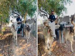 Ravindra Jadeja Enjoys 'Vintage Ride' On Bullock Cart After Returning From South Africa, Video Viral