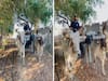 Ravindra Jadeja Enjoys 'Vintage Ride' On Bullock Cart After Returning From South Africa, Video Viral