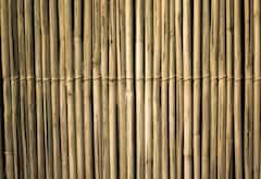 Bamboo Cultivation: ਇਨ੍ਹਾਂ ਗੱਲਾਂ ਦਾ ਧਿਆਨ ਰੱਖ ਕੇ ਕਰੋ ਬਾਂਸ ਦੀ ਖੇਤੀ, ਬਣ ਜਾਓਗੇ ਅਮੀਰ