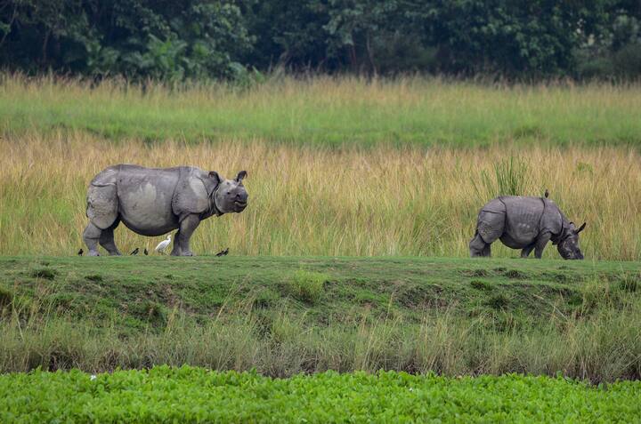 Assam News 2 Rhinos Return To Laokhowa Burhachapori Wildlife Sanctuary ...