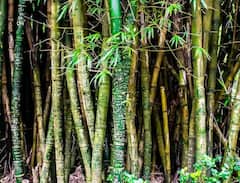 Bamboo Cultivation: ਇਨ੍ਹਾਂ ਗੱਲਾਂ ਦਾ ਧਿਆਨ ਰੱਖ ਕੇ ਕਰੋ ਬਾਂਸ ਦੀ ਖੇਤੀ, ਬਣ ਜਾਓਗੇ ਅਮੀਰ