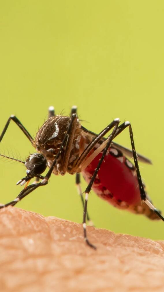 ਕੀ ਕਾਲੇ ਕਪੜੇ ਕੋਲ ਮੱਛਰ ਵੱਧ ਆਉਂਦੇ ਹਨ?