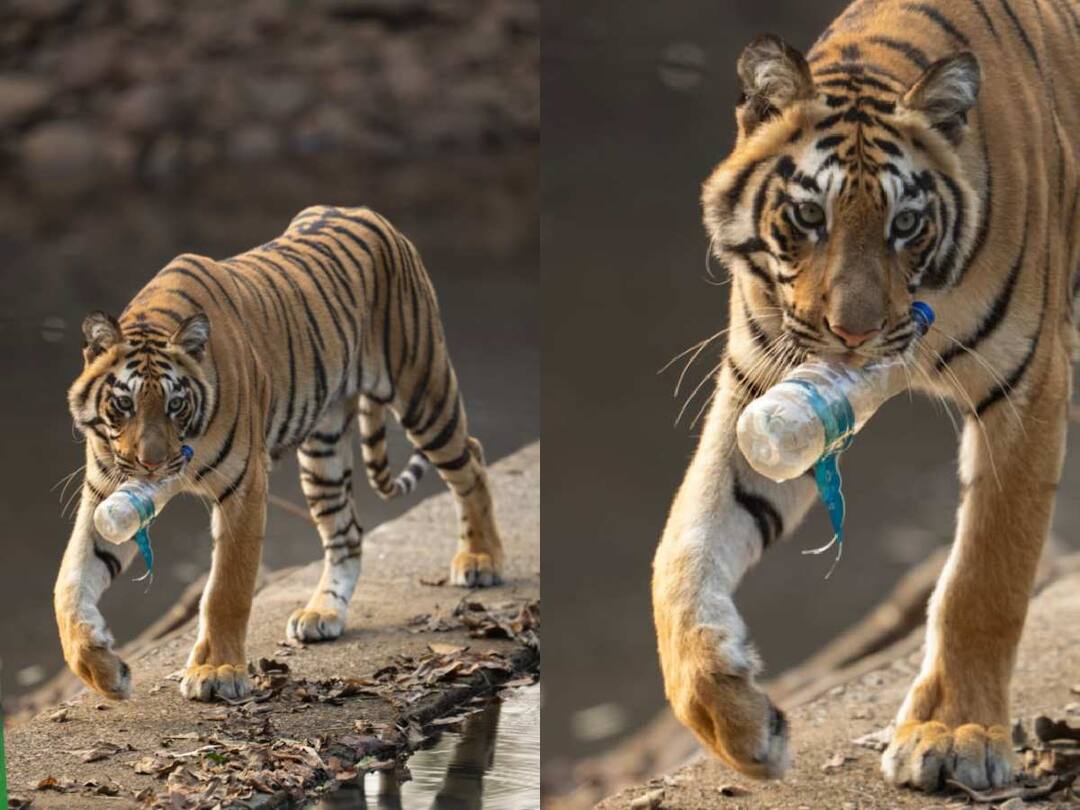 tadoba andhari tiger reserve tiger found with plastic bottle even when plastic was banned Chandrapur maharashtra Chandrapur News : ताडोबातील वाघाची पाण्याच्या बाटलीवर झडप, प्लॅस्टिक बंदी असतानाही घडला प्रकार