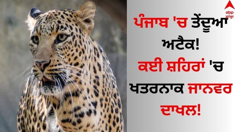 High alert in Punjab village after leopard seen Read News ABPP Punjab News: ਪੰਜਾਬ 'ਚ ਤੇਂਦੂਆ ਅਟੈਕ! ਕਈ ਸ਼ਹਿਰਾਂ 'ਚ ਖਤਰਨਾਕ ਜਾਨਵਰ ਦਾਖਲ! ਅਲਰਟ ਮੋਡ 'ਤੇ ਪੰਜਾਬ ਸਰਕਾਰ