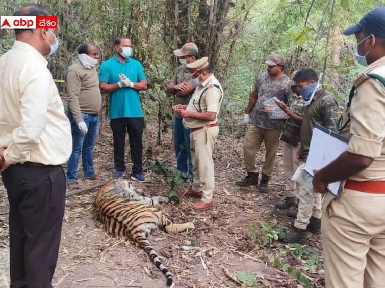 Forest Officials investigation on Tiger death in Komaram Bheem AsifaBad district Tiger Dies: భీకర పోరులో ఓ ఆడపులి మృతి, కారణాలు వెల్లడించిన సీసీఎఫ్ శాంతా రామ్