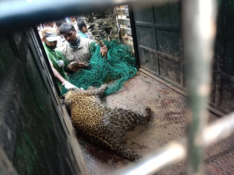 A leopard was caught threatening people in gudalur coimbatore கூடலூரில் மக்களை அச்சுறுத்தி வந்த சிறுத்தை பிடிபட்டது ; மயக்க ஊசி செலுத்தி பிடித்த வனத்துறை!