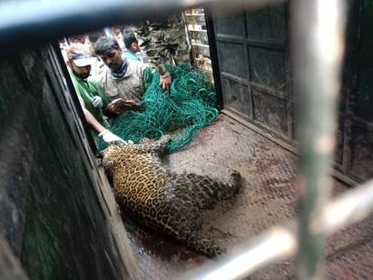 A leopard was caught threatening people in gudalur coimbatore கூடலூரில் மக்களை அச்சுறுத்தி வந்த சிறுத்தை பிடிபட்டது  மயக்க ஊசி செலுத்தி பிடித்த வனத்துறை!
