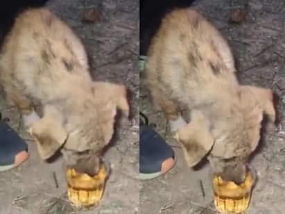 rajastan youngsters outrage over forced puppy alcohol consumption video Shocking Video: குடி போதையில் நாய்க்குட்டிக்கு மது ஊற்றிய கொடூரம்.. வீடியோ பதிவு வைரலானதால் பதிவான வழக்கு..