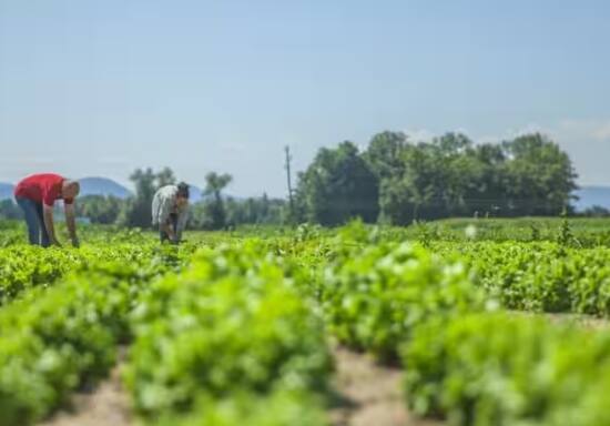ਠੰਡ 'ਚ ਖੇਤਾਂ 'ਚ ਧੂੰਆਂ ਕਿਉਂ ਕਰਦੇ ਕਿਸਾਨ, ਜਾਣੋ ਫਸਲਾਂ ਨੂੰ ਬਚਾਉਣ ਦਾ ਉਪਾਅ