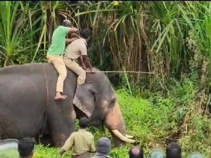 கூடலூரில் மக்களை அச்சுறுத்தி வந்த சிறுத்தை பிடிபட்டது ; மயக்க ஊசி செலுத்தி பிடித்த வனத்துறை!