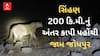 Gir Lion In Jam Jodhpur | 150 વર્ષમાં પહેલીવાર સિંહણ 200 કિ.મી.નું અંતર કાપી પહોંચી જામ જોધપુર