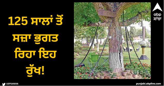 This tree has been suffering punishment for 125 years know what is its fault Viral News: 125 ਸਾਲਾਂ ਤੋਂ ਸਜ਼ਾ ਭੁਗਤ ਰਿਹਾ ਇਹ ਰੁੱਖ, ਜਾਣੋ ਕੀ ਇਸ ਦਾ ਕਸੂਰ