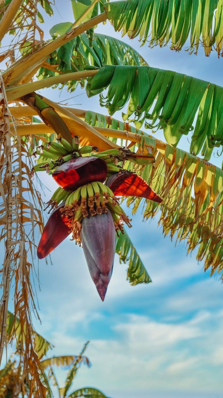 கொழுப்பை கரைத்து இரத்தத்தை சுத்தப்படுத்தலாம்