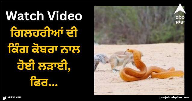 squirrels and a mongoose went to fierce fight with a cobra watch Viral Video: ਗਿਲਹਰੀਆਂ ਦੀ ਕਿੰਗ ਕੋਬਰਾ ਨਾਲ ਹੋਈ ਲੜਾਈ, ਫਿਰ ਨਿਓਲੇ ਨੇ ਸੰਭਾਲ ਲਿਆ ਮੋਰਚਾ