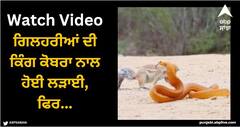 Viral Video: ਗਿਲਹਰੀਆਂ ਦੀ ਕਿੰਗ ਕੋਬਰਾ ਨਾਲ ਹੋਈ ਲੜਾਈ, ਫਿਰ ਨਿਓਲੇ ਨੇ ਸੰਭਾਲ ਲਿਆ ਮੋਰਚਾ