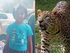 Tirumala Leopards: చిరుతలను ఎన్నాళ్లిలా బంధించి ఉంచుతారు? పాపను చంపినదేదో తేల్చడంలో ఆలస్యమెందుకు..?