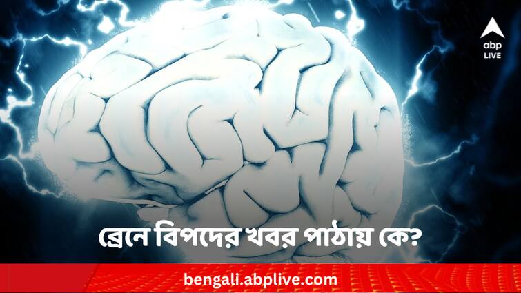 Immunity can influence behaviour found in study Immunity : ব্রেনকে বিপদের খবর দেয় কে ? রোগ প্রতিরোধ ক্ষমতার কতটা ভূমিকা ?