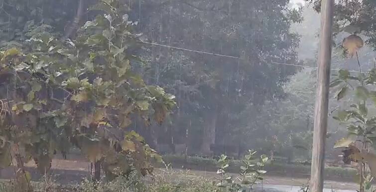 Unseasonal Rain: Narmada Kevadia area Mavthu, Unseasonal Rain Fall starts today and farmer was worried Unseasonal Rain: કેવડિયામાં માવઠું, વહેલી સવારથી નર્મદા જિલ્લામાં ઠેર ઠેર વરસાદી ઝાંપટાથી ખેડૂતો ચિંતિત