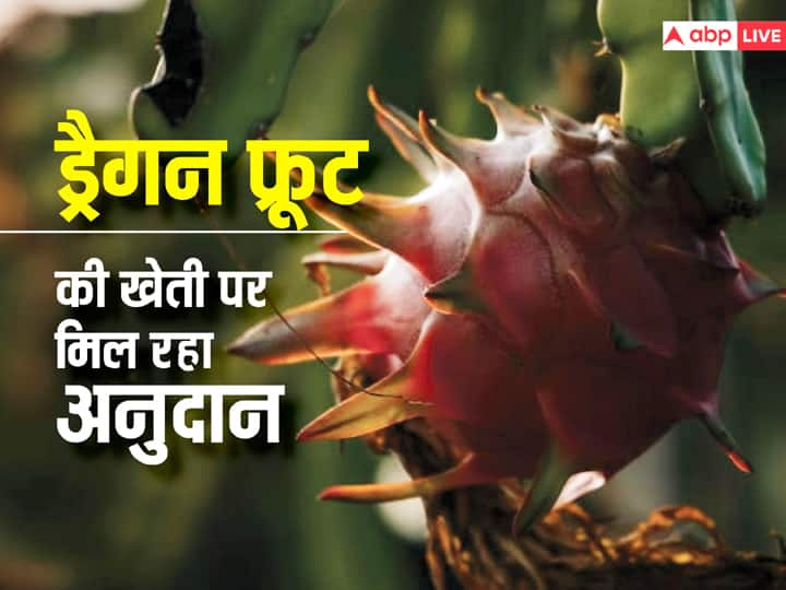 Dragon Fruit Farming this state government gives subsidy इस राज्य में ड्रैगन फ्रूट की खेती पर किसानों को सरकार​ दे रही सब्सिडी