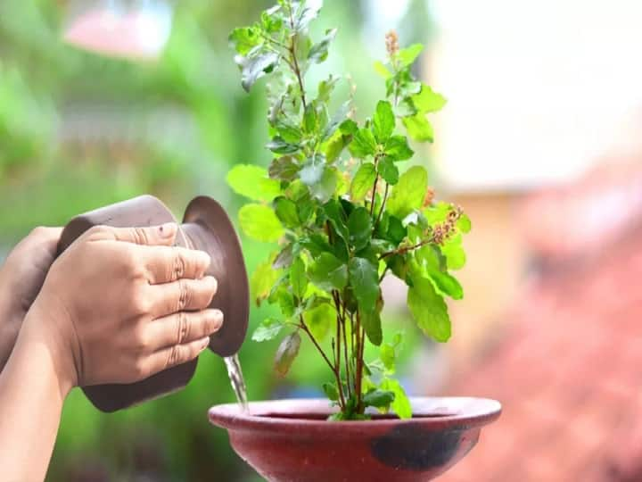 Tulsi Rules:  જળ ચઢાવવા અને તુલસીની પૂજા કરવાના ઘણા નિયમો છે, જેનું પાલન કરવું જરૂરી છે. શાસ્ત્રોમાં એવા કેટલાક દિવસોનો ઉલ્લેખ છે જ્યારે ન તો તુલસીને પાણી ચઢાવવું જોઈએ અને ન તો તેને સ્પર્શ કરવો જોઈએ.