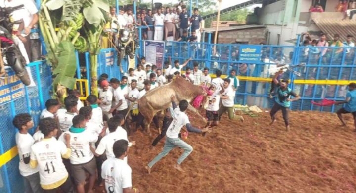 2024 ஆண்டின் முதல் ஜல்லிக்கட்டு போட்டி: காளைகள் முட்டியதில்  50 பேர் காயம்