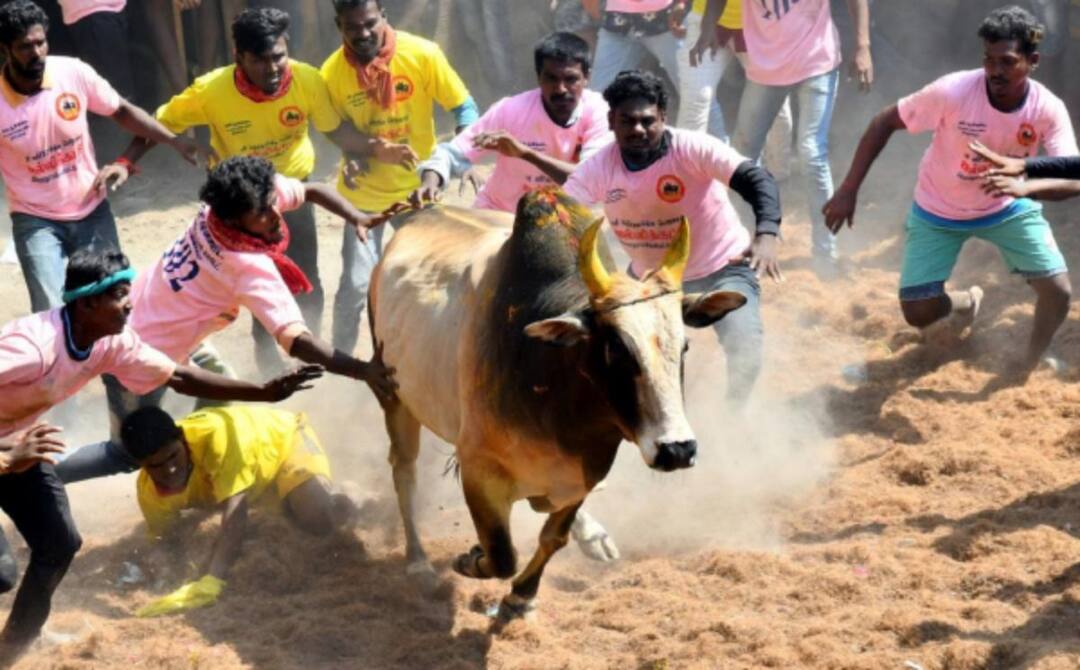 2024 ஆண்டின் முதல் ஜல்லிக்கட்டு போட்டி: காளைகள் முட்டியதில்  50 பேர் காயம்