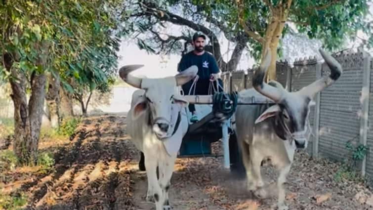 Ravindra Jadeja seen enjoying bullock cart ride in viral video Ravindra Jadeja: দক্ষিণ আফ্রিকা থেকে দেশে ফিরে জাডেজার 'ভিনটেজ রাইড'