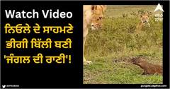 Viral Video: ਨਿਓਲੇ ਦੇ ਸਾਹਮਣੇ ਭੀਗੀ ਬਿੱਲੀ ਬਣੀ 'ਜੰਗਲ ਦੀ ਰਾਣੀ'! ਡਰ ਕੇ ਭੱਜਦੀ ਨਜ਼ਰ ਆਈ ਸ਼ੇਰਨੀ
