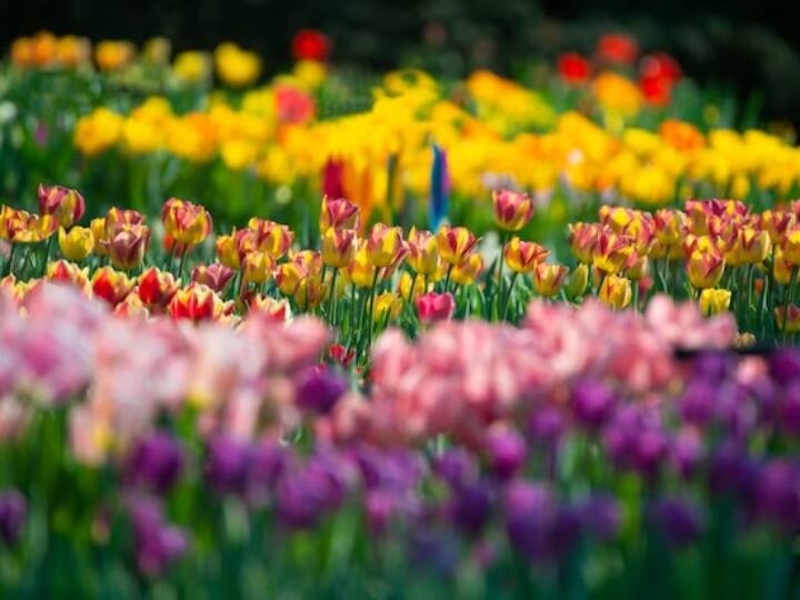 ये हैं दुनिया के सबसे महंगे फूल, लाखों में एक की कीमत most expensive flowers in the world the price of one in lakhs ये हैं दुनिया के सबसे महंगे फूल, लाखों में एक की कीमत
