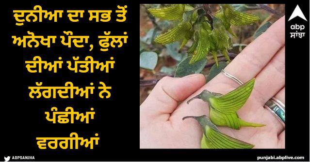 The most unusual plant in the world the flower petals look like birds Viral News: ਦੁਨੀਆ ਦਾ ਸਭ ਤੋਂ ਅਨੋਖਾ ਪੌਦਾ, ਫੁੱਲਾਂ ਦੀਆਂ ਪੱਤੀਆਂ ਲੱਗਦੀਆਂ ਨੇ ਪੰਛੀਆਂ ਵਰਗੀਆਂ