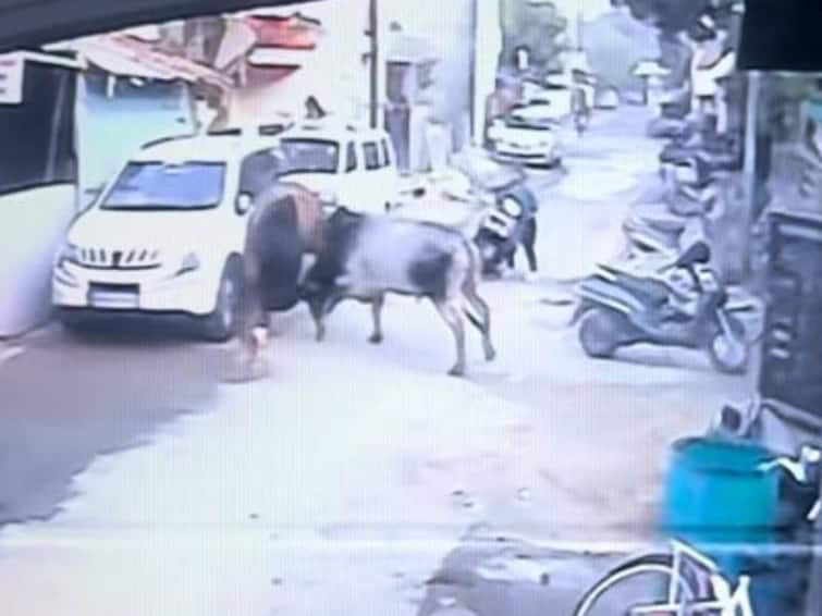 nagpur bulls fight many vehicles Damage due to fight incident in cctv camera maharashtra news Nagpur News : भर वस्तीत मोकाट वळुंची चित्तथरारक झुंज; अनेक वाहनांचे प्रचंड नुकसान;  घटना सीसीटीव्ही कॅमेऱ्यात कैद