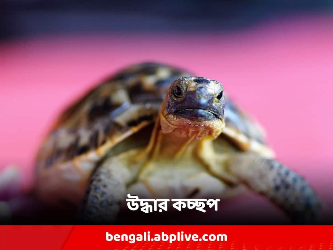 Malda: ট্রেনের কামরা থেকে উদ্ধার ৯৯টি কচ্ছপ ভর্তি ব্যাগ, গ্রেফতার যুবক Malda bag full of 99 turtles recovered from train compartment, youth arrested Malda: ট্রেনের কামরা থেকে উদ্ধার ৯৯টি কচ্ছপ ভর্তি ব্যাগ, গ্রেফতার যুবক