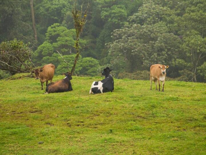 दुनिया में सबसे ज्यादा दूध का उत्पादन करने वाला देश भारत है. हमारे यहां सालाना 18.61 करोड़ टन दूध का उत्पादन होता है. यही कारण है कि भारत पूरी दुनिया में सबसे ज्यादा दूध उत्पादन करने वाला देश है.