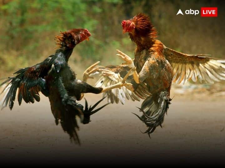 एक मुर्गा पालक का कहना है कि पेरूवियन मुर्गा यहां के मौसम में जिंदा नहीं रह सकता. अगर कोई ये दावा करता है कि मुर्गे को पेरू से आयात किया गया है तो उस पर कतई भरोसा नहीं करना चाहिए.