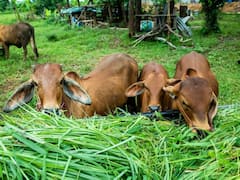 दूध उत्पादन करने के मामले में टॉप पर हैं ये देश, जानिए नंबर वन पर कौन सा देश