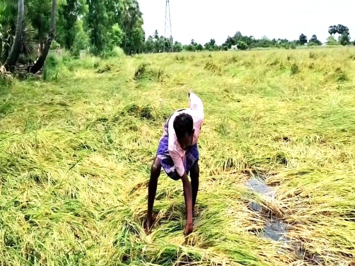 தூர்வாரப்படாத வாய்க்கால்கள் - வயலில் தேங்கிய தண்ணீரை வடிய வைக்க தவிக்கும் மயிலாடுதுறை மாவட்ட விவசாயிகள்