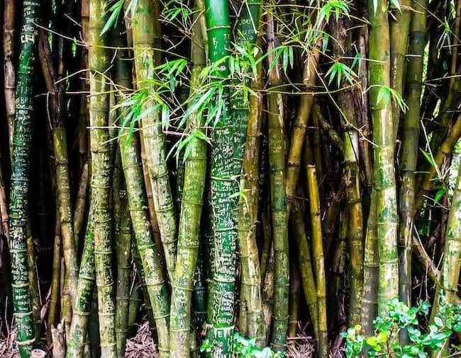Bamboo Cultivation: વાંસનો છોડ ત્રણ વર્ષમાં તૈયાર થઈ જાય છે. એક હેક્ટર વાંસની ખેતીથી આશરે 2.5 લાખ રૂપિયાનો નફો મળી શકે છે.