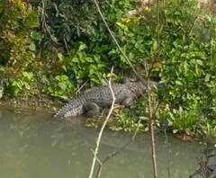हरदोई में नदी किनारे धूप सेंक रहा था मगरमच्छ, नजर पड़ने पर लोगों के छूटे पसीने, जानें फिर क्या हुआ